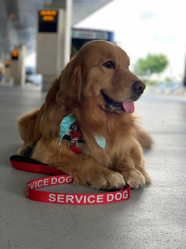 Service Dog Training
